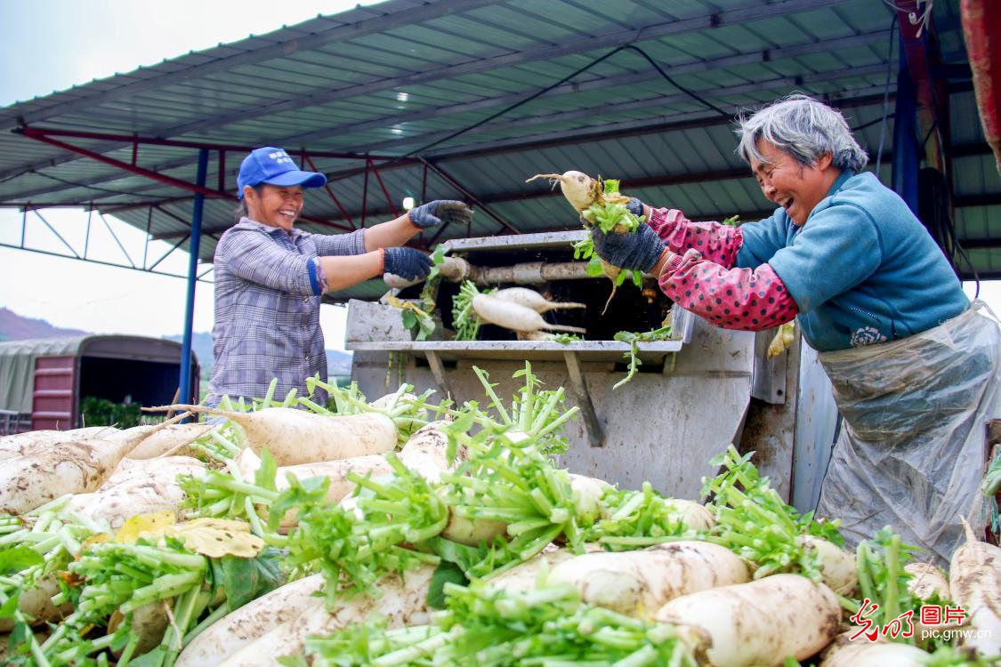 White radishes harvested in SW China's Sichuan Province