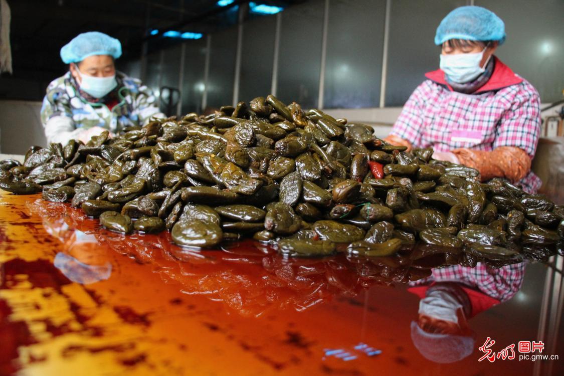 People busy pickling vegetables in E China's Shandong