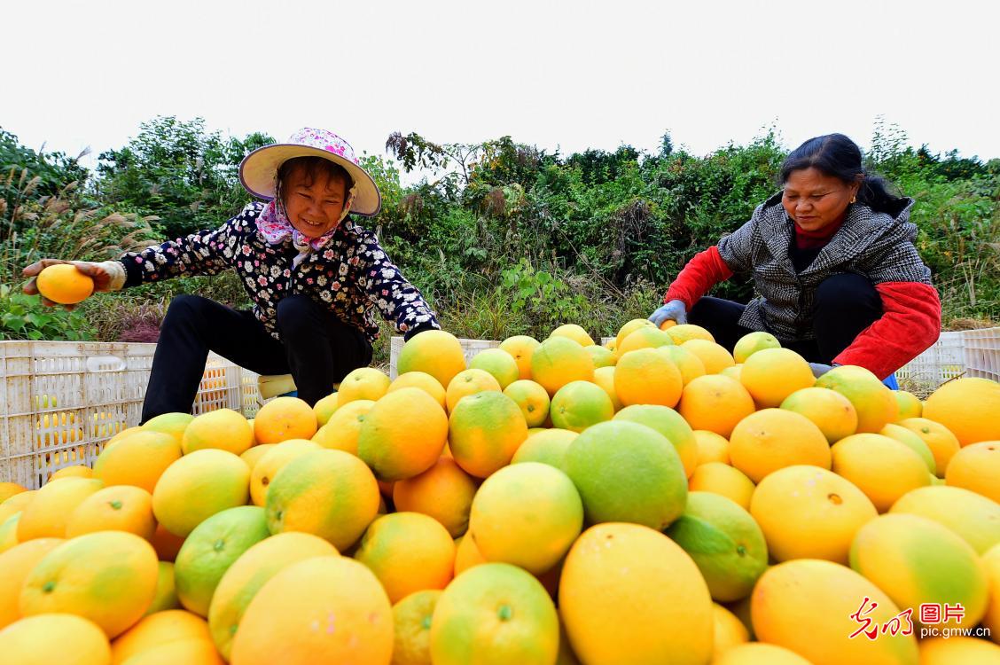 Navel oranges sweeten lives of local farmers in E China’s Jiangxi