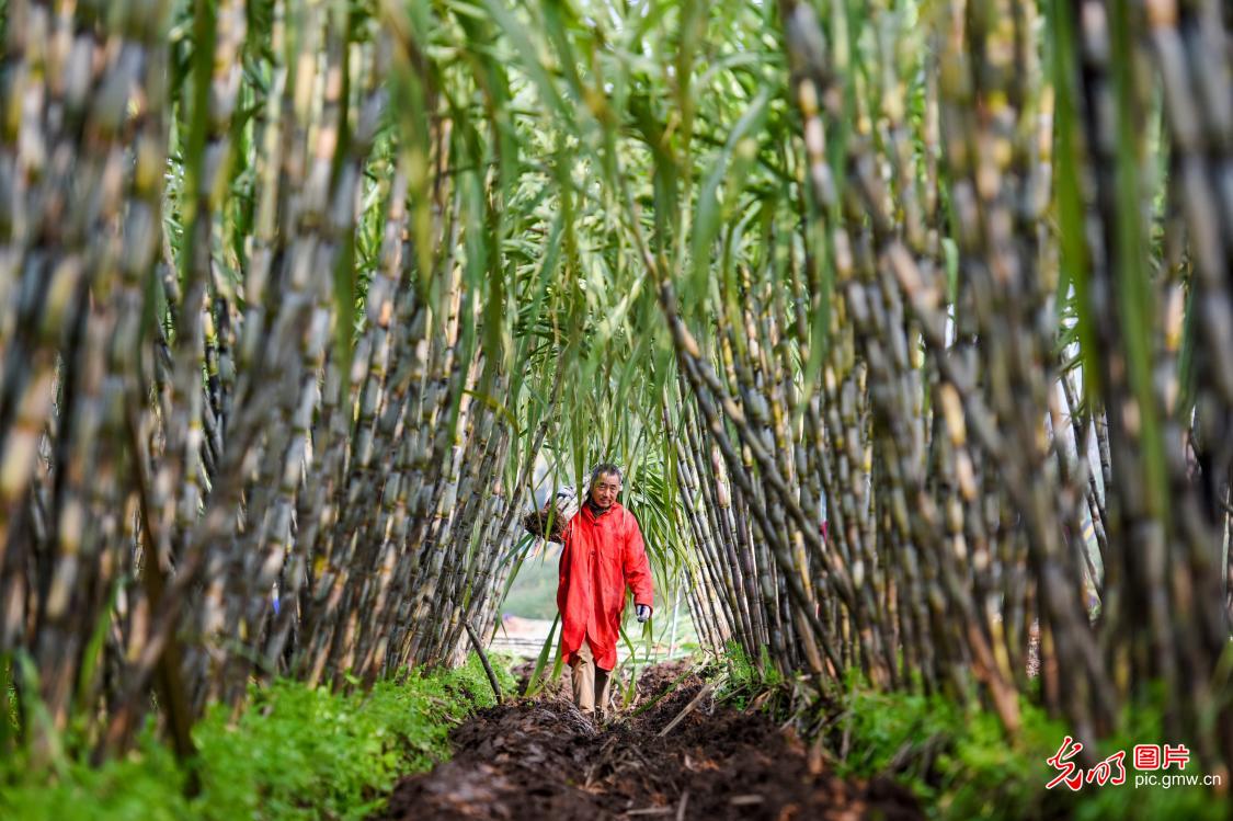 Sugarcane harvested in central China's Hubei