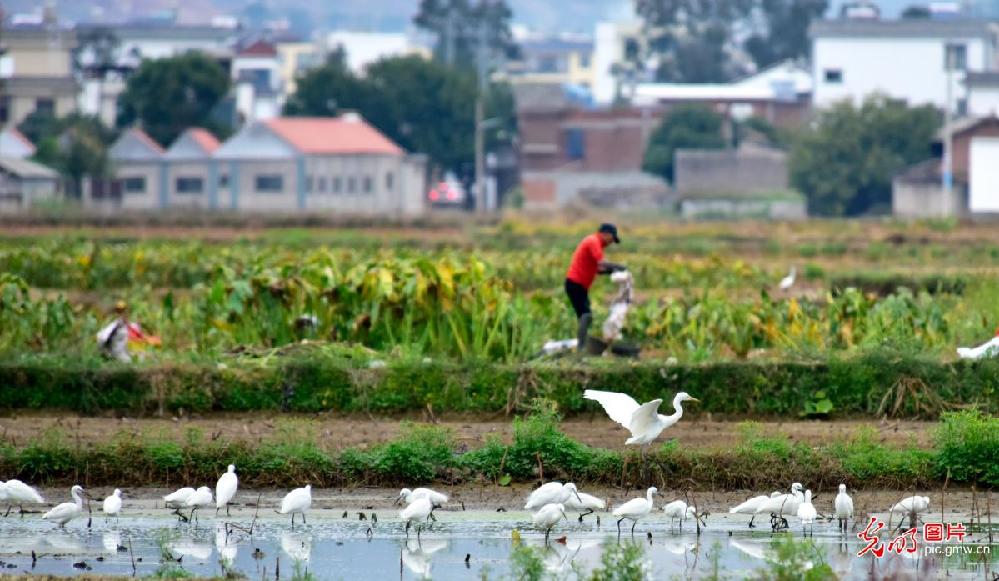 Migratory birds protection in China
