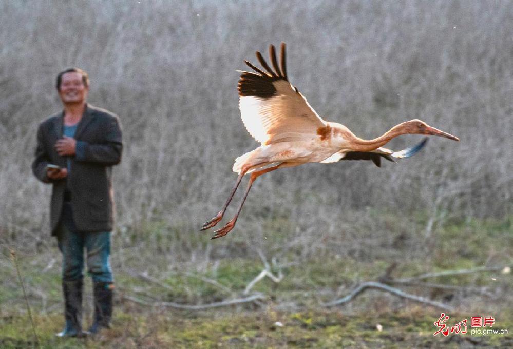 Migratory birds protection in China