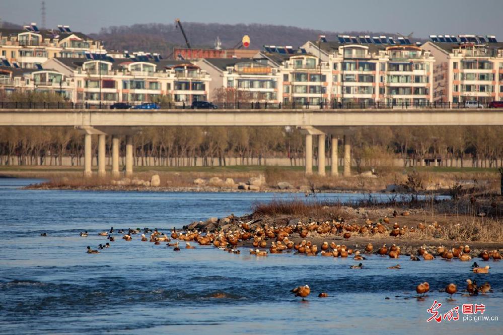 Migratory birds protection in China