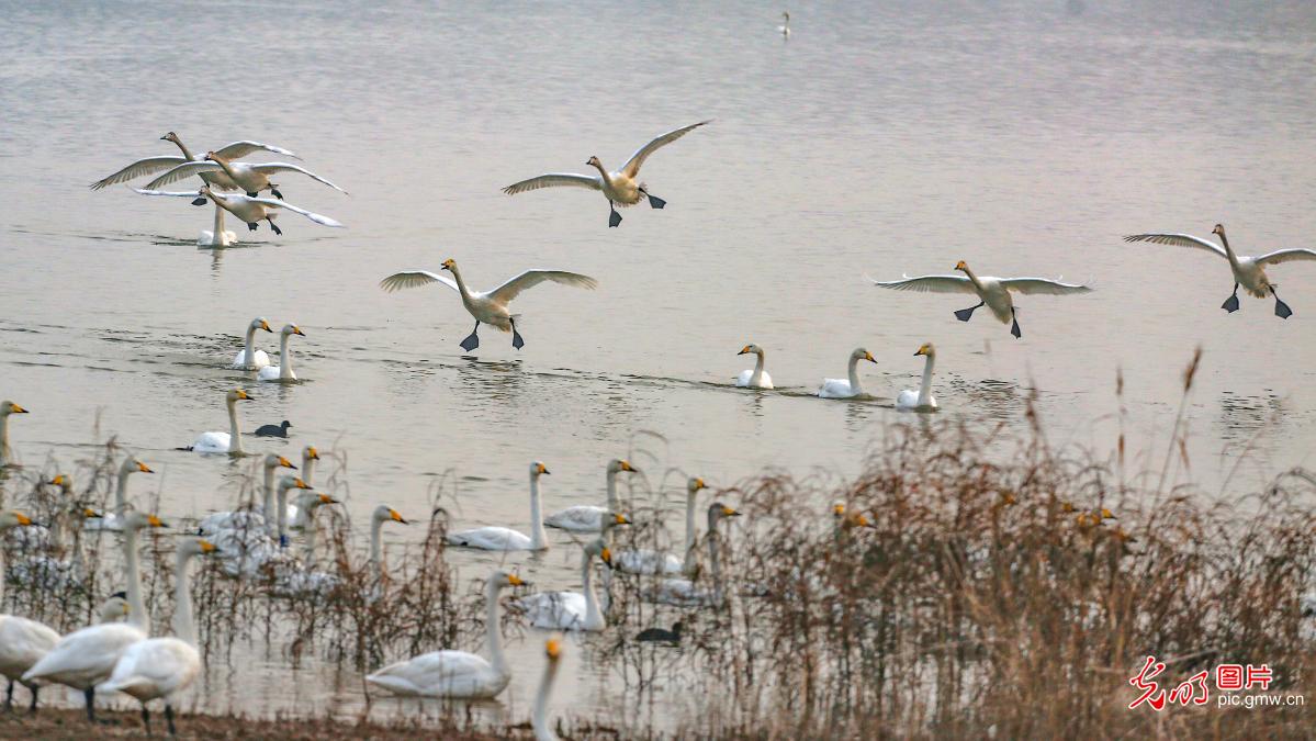 Swans migrate to the Swan Lake National Urban Wetland Park in central China's Henan