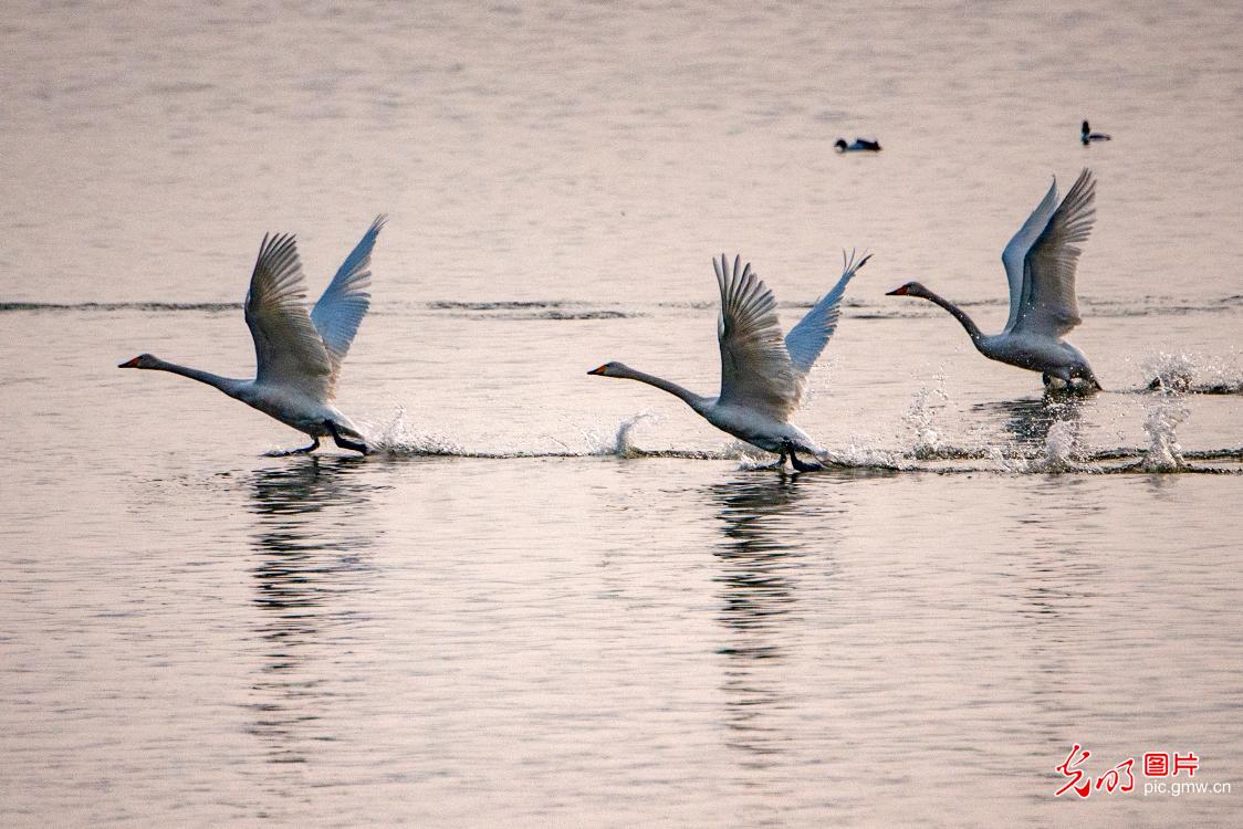 Swans migrate to the Swan Lake National Urban Wetland Park in central China's Henan