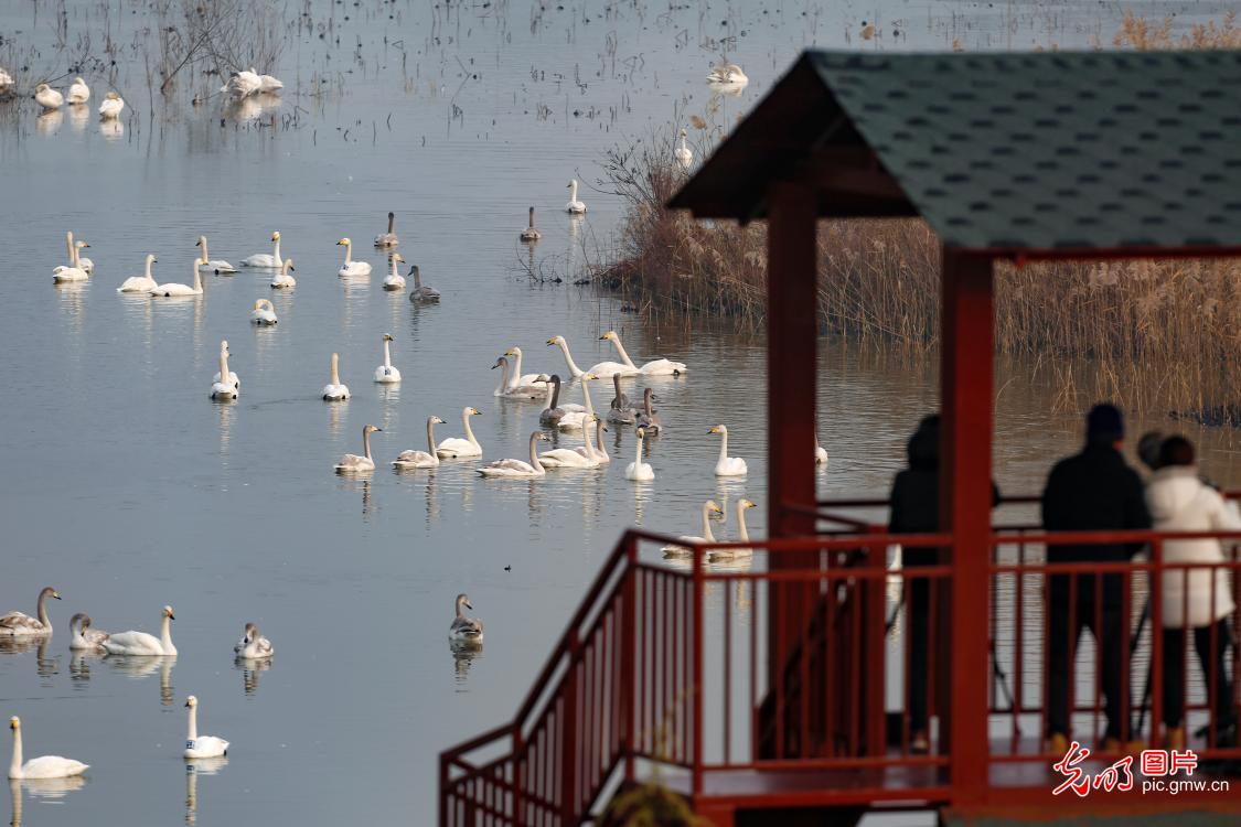 Swans migrate to the Swan Lake National Urban Wetland Park in central China's Henan