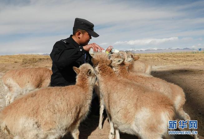 Tibetan antelope 