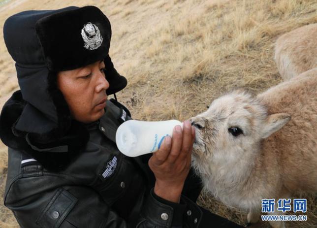 Tibetan antelope 