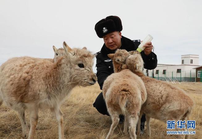 Tibetan antelope 