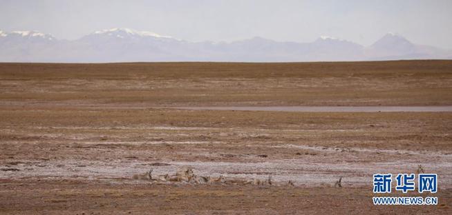 Tibetan antelope 