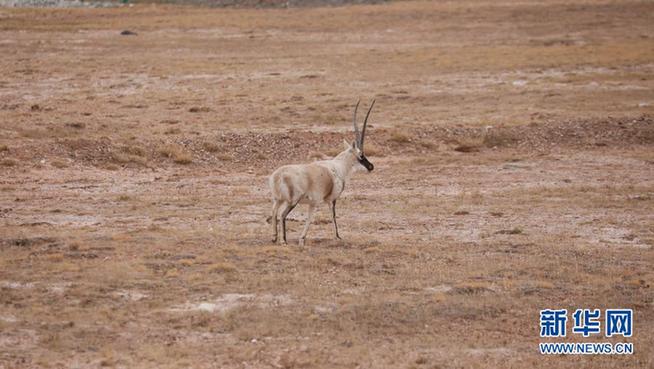 Tibetan antelope 