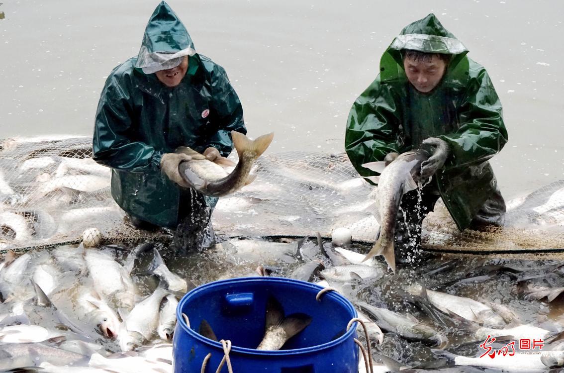 A good harvest of fish in E China's Zhejiang Province