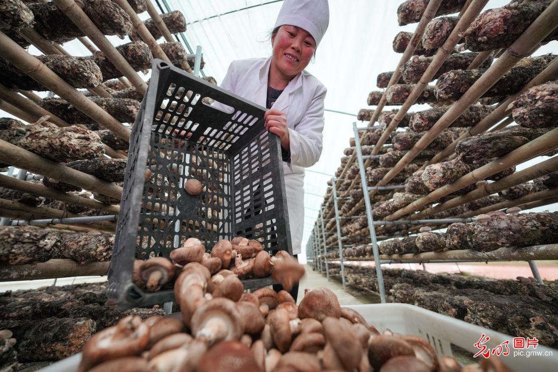 Mushrooms harvested in NW China's Gansu Province