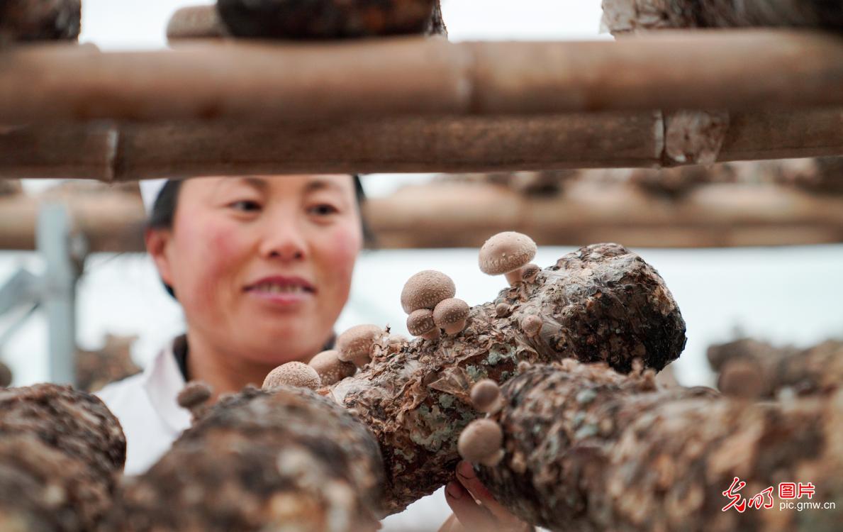 Mushrooms harvested in NW China's Gansu Province