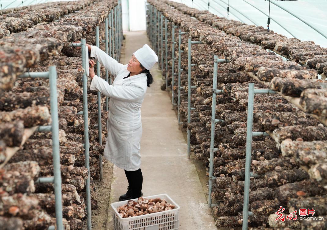 Mushrooms harvested in NW China's Gansu Province