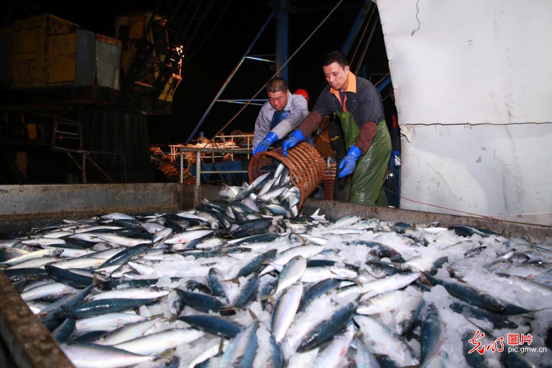 Harvest of joy at the Damaiyu Fishing Port in E China's Zhejiang Province