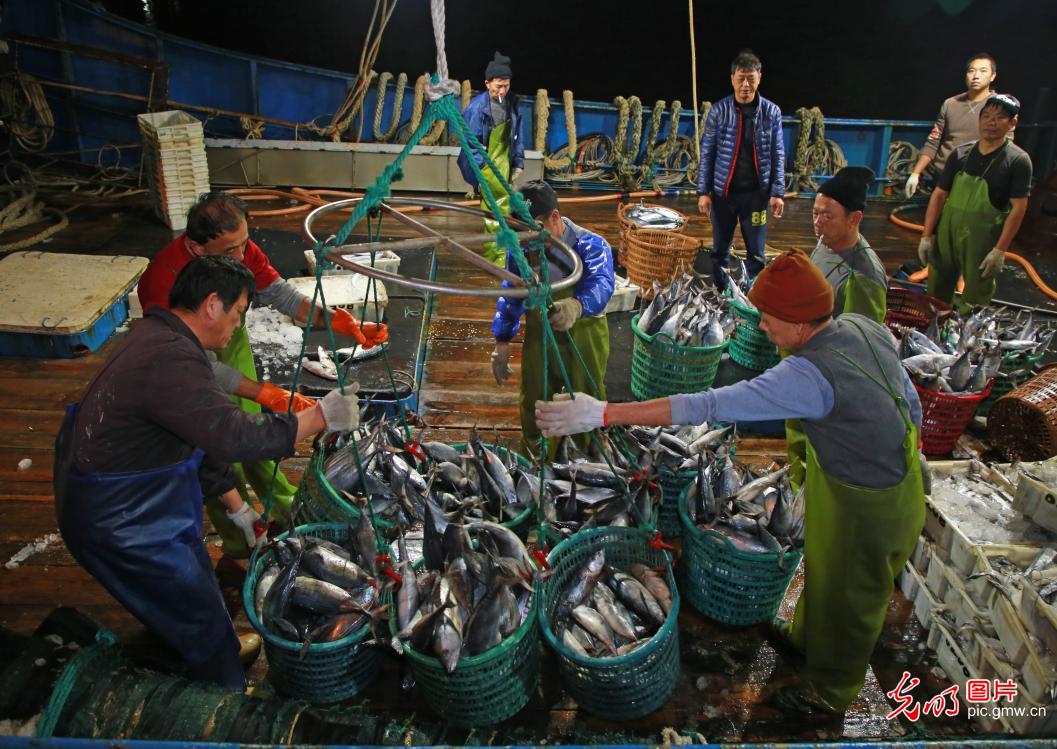 Harvest of joy at the Damaiyu Fishing Port in E China's Zhejiang Province