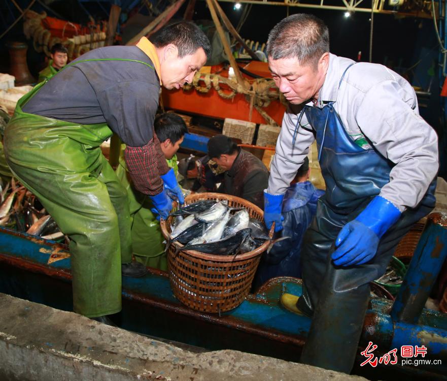 Harvest of joy at the Damaiyu Fishing Port in E China's Zhejiang Province