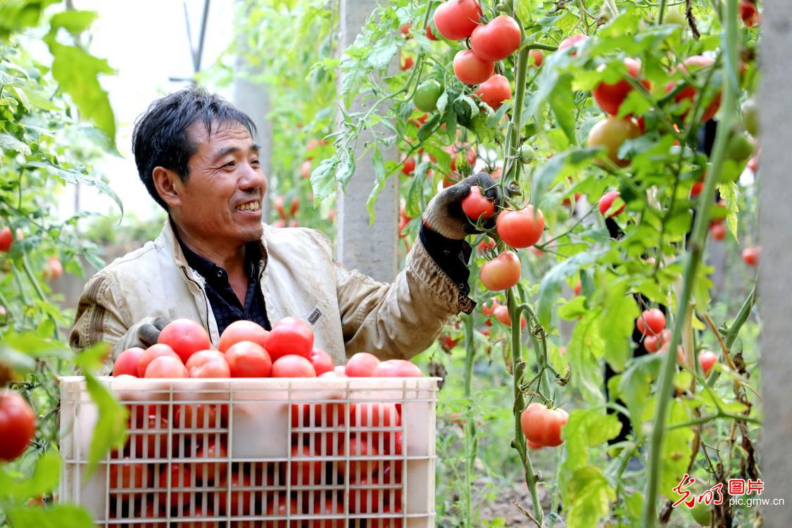 Farmers harvest tomatoes in Pingxiang, N China's Hebei