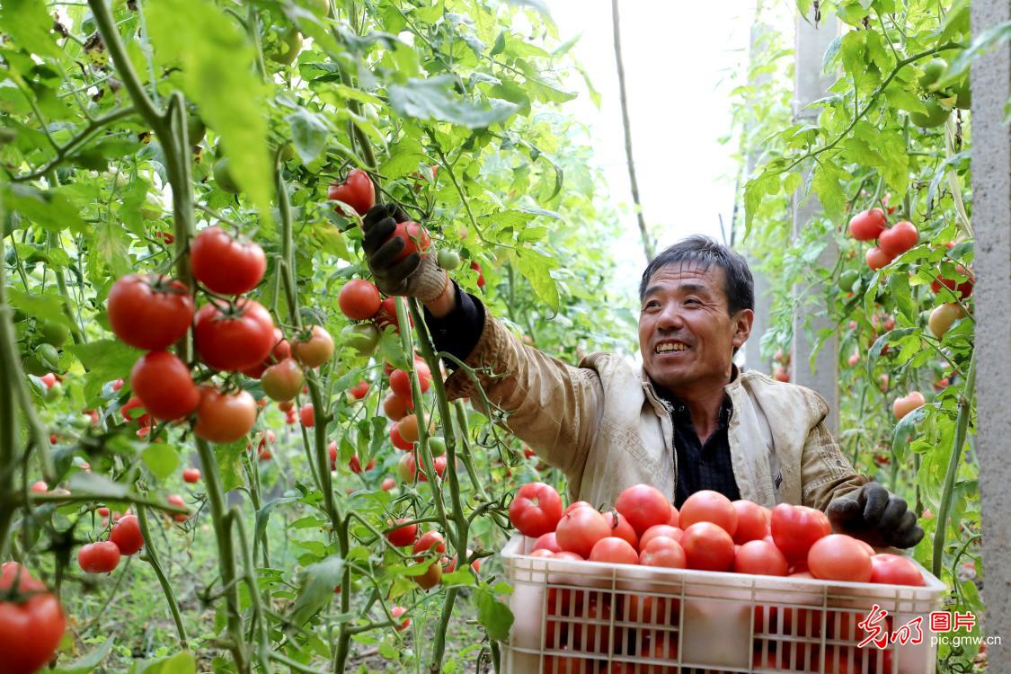 Farmers harvest tomatoes in Pingxiang, N China's Hebei