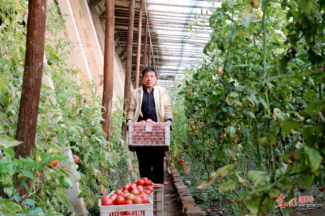 Farmers harvest tomatoes in Pingxiang, N China's Hebei