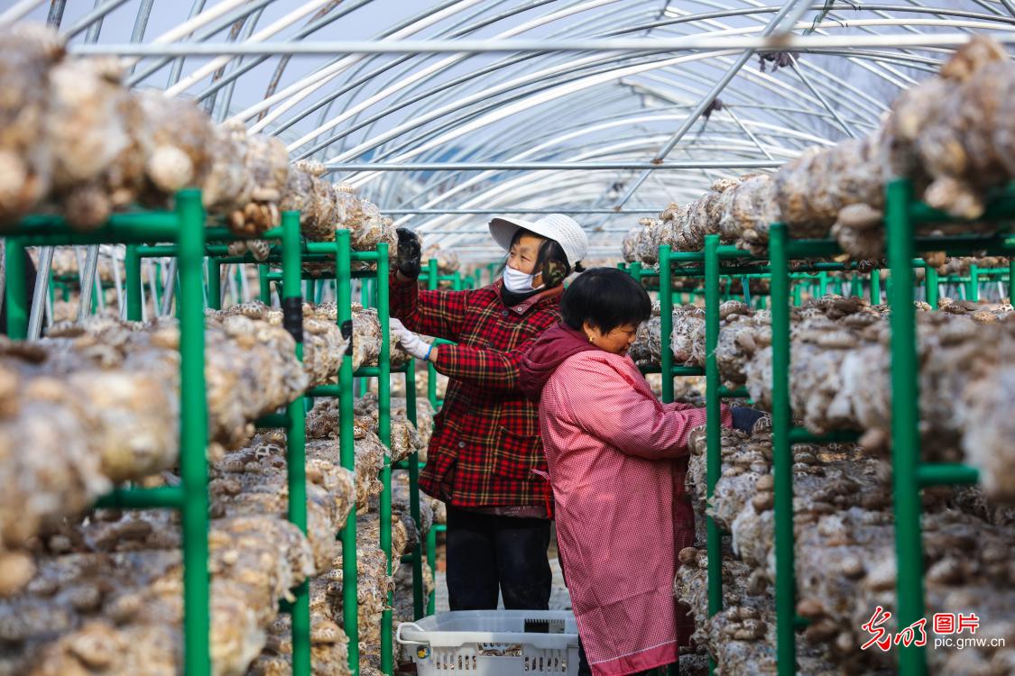 Mushroom industry developed in central China's Henan to alleviate poverty