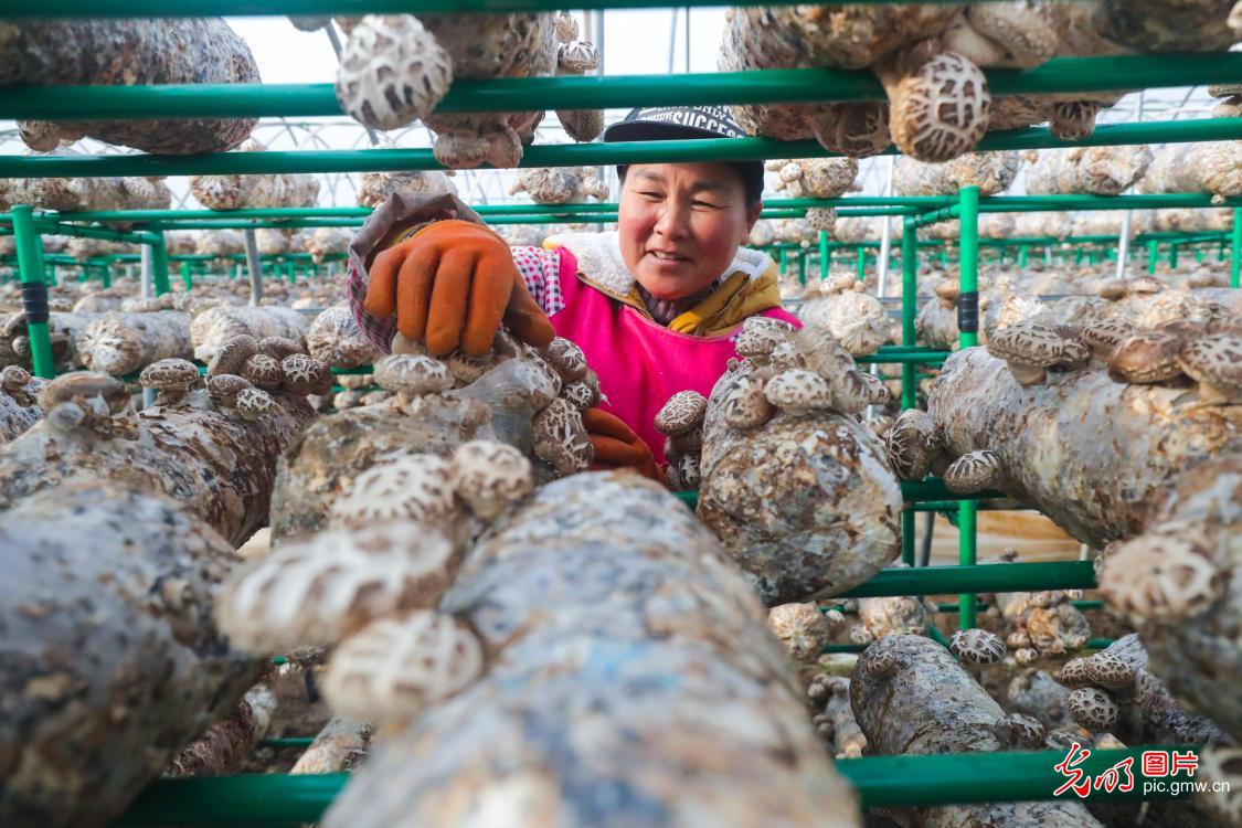 Mushroom industry developed in central China's Henan to alleviate poverty