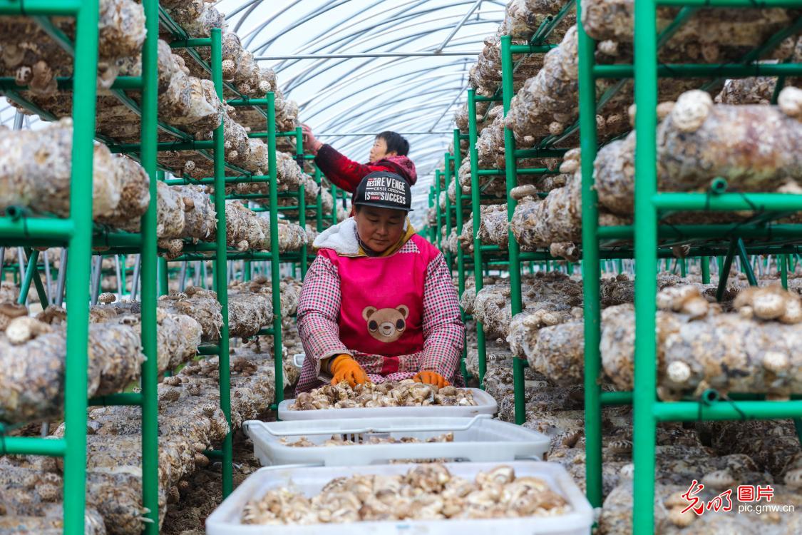 Mushroom industry developed in central China's Henan to alleviate poverty
