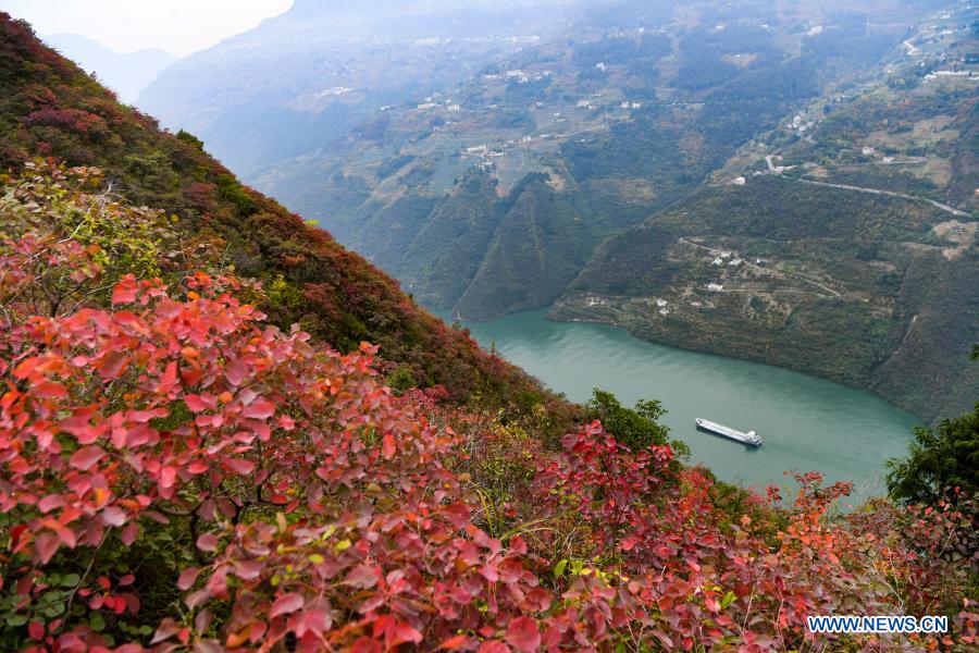 Ecological environment in Chongqing section of Yangtze River improved