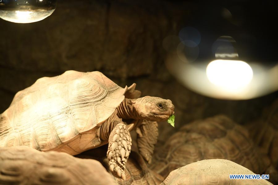 In pics: animals at Chongqing Zoo