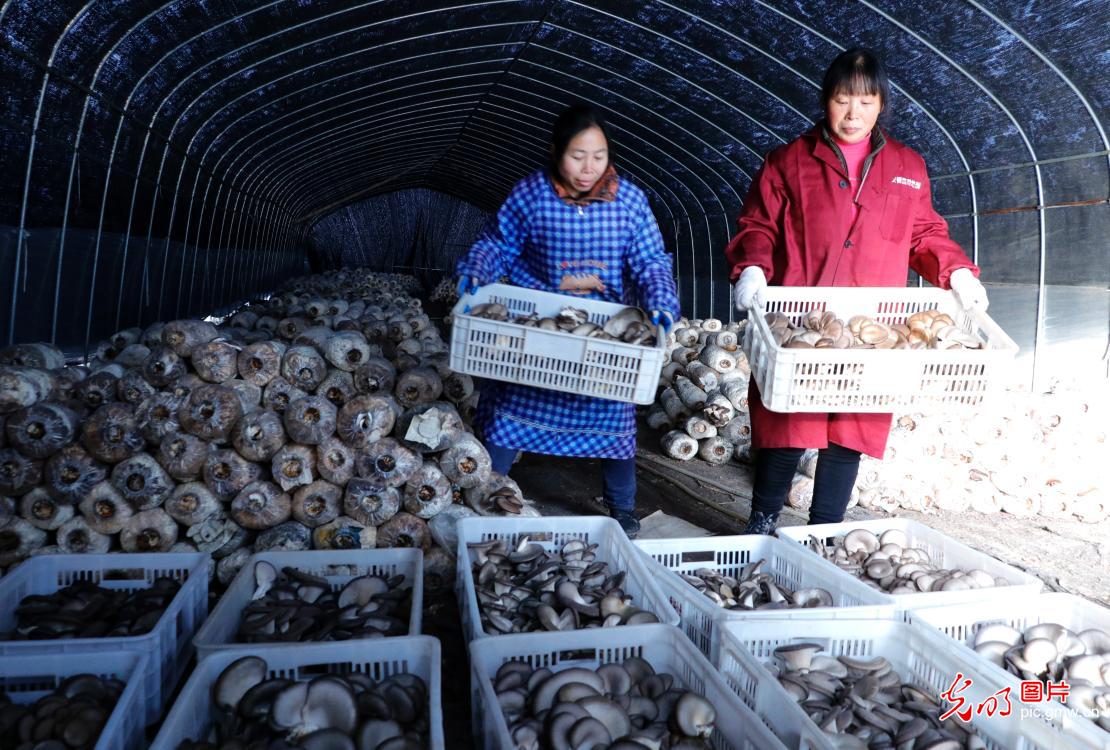 Mushroom industrial park under poverty alleviation programme in E China's Anhui Province Mushroom industrial park under poverty alleviation programme in E China's Anhui Province