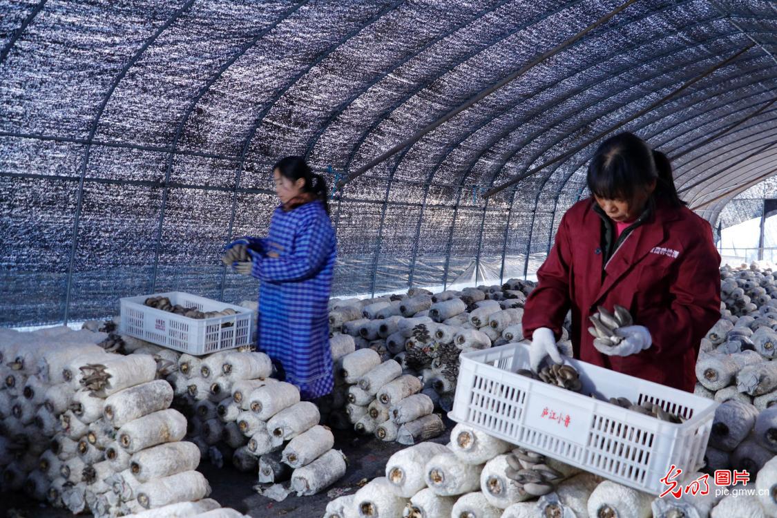 Mushroom industrial park under poverty alleviation programme in E China's Anhui Province