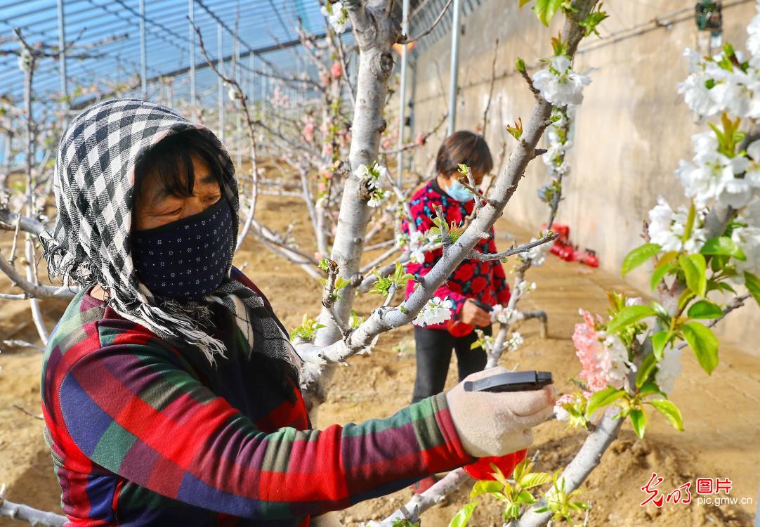 Qihe Cherry Planting Base in N China's Hebei Province