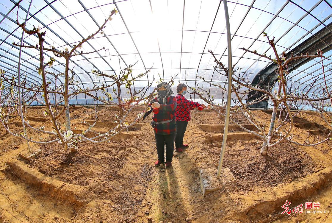 Qihe Cherry Planting Base in N China's Hebei Province