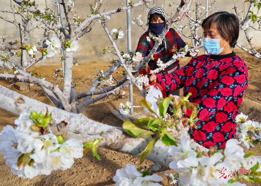 Qihe Cherry Planting Base in N China's Hebei Province