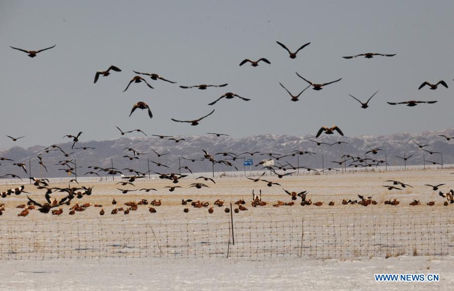 Migratory birds winter in north China grassland