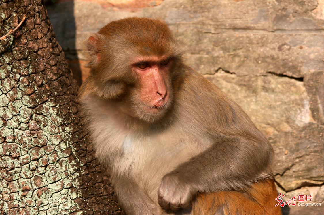 Wild rhesus macaques on Huaguo Mountain, E China's Jiangsu Province