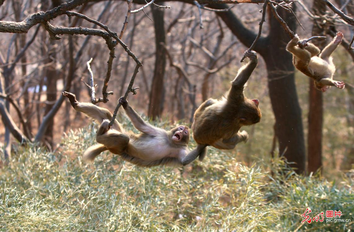 Wild rhesus macaques on Huaguo Mountain, E China's Jiangsu Province