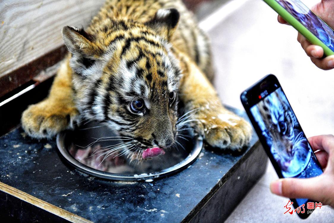 Two South China tiger cubs debuted at the Wangcheng Park Zoo in central China's Henan