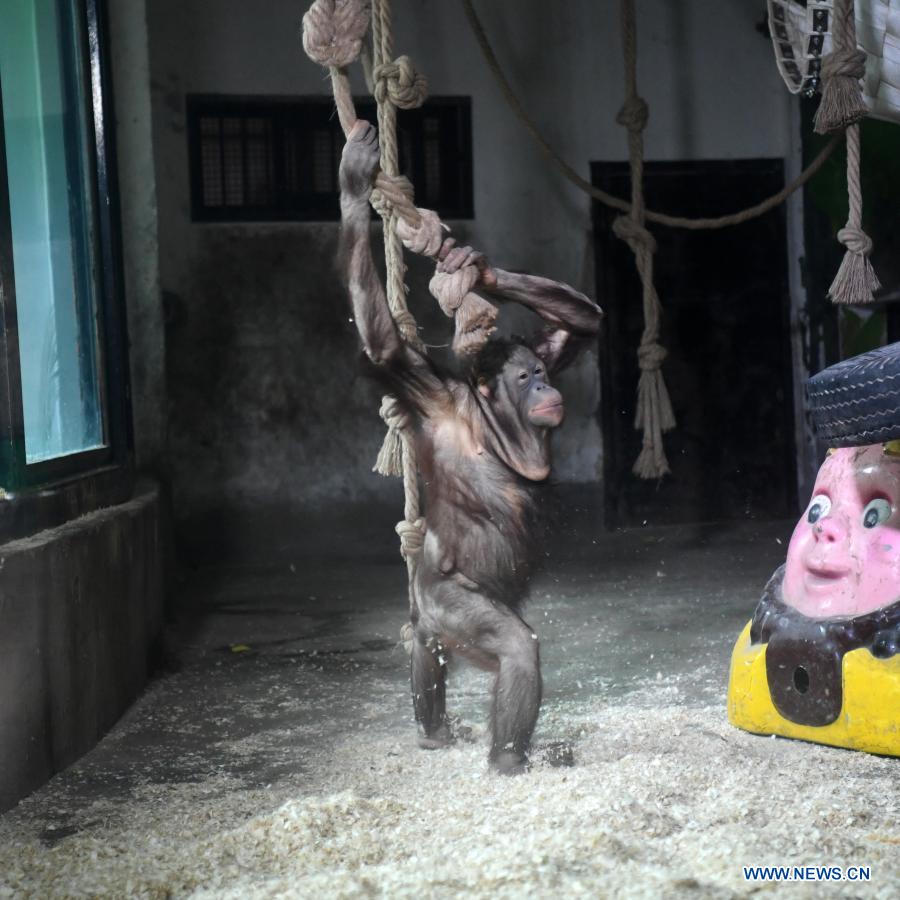 In pics: animals at Chongqing Zoo