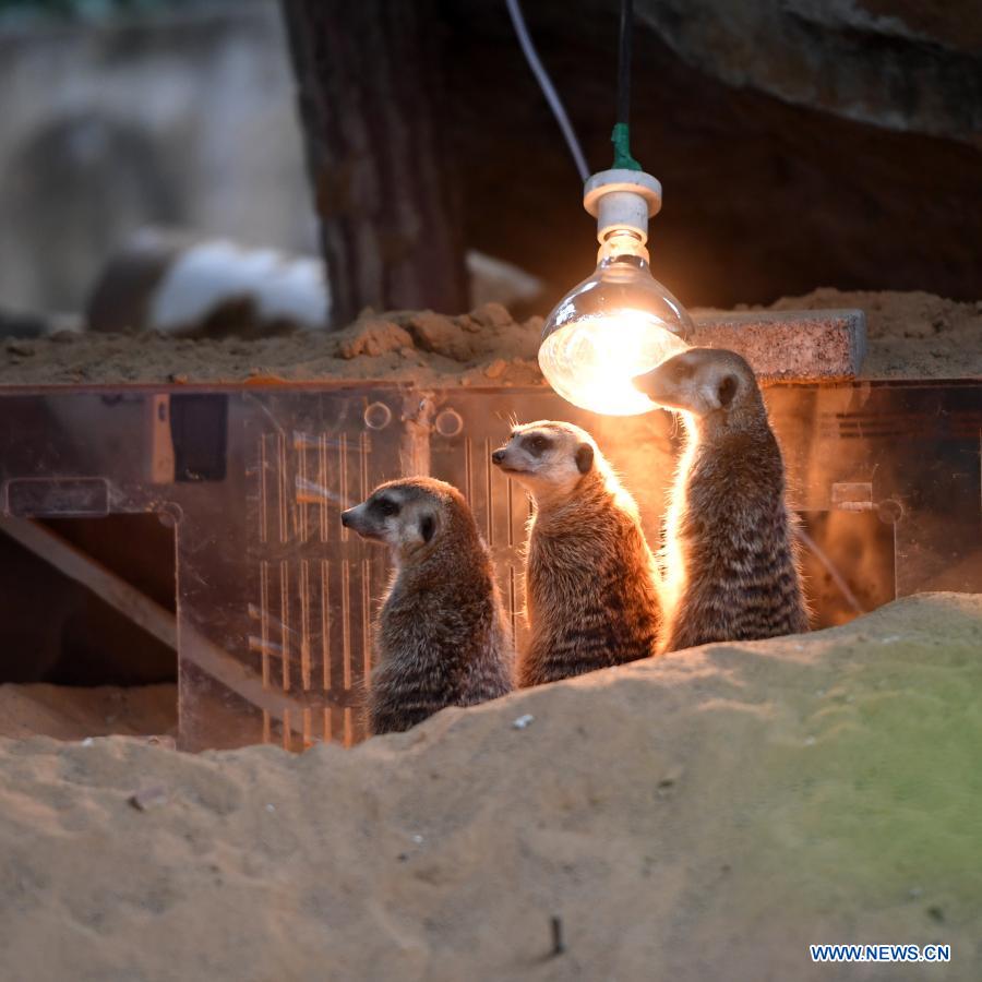In pics: animals at Chongqing Zoo