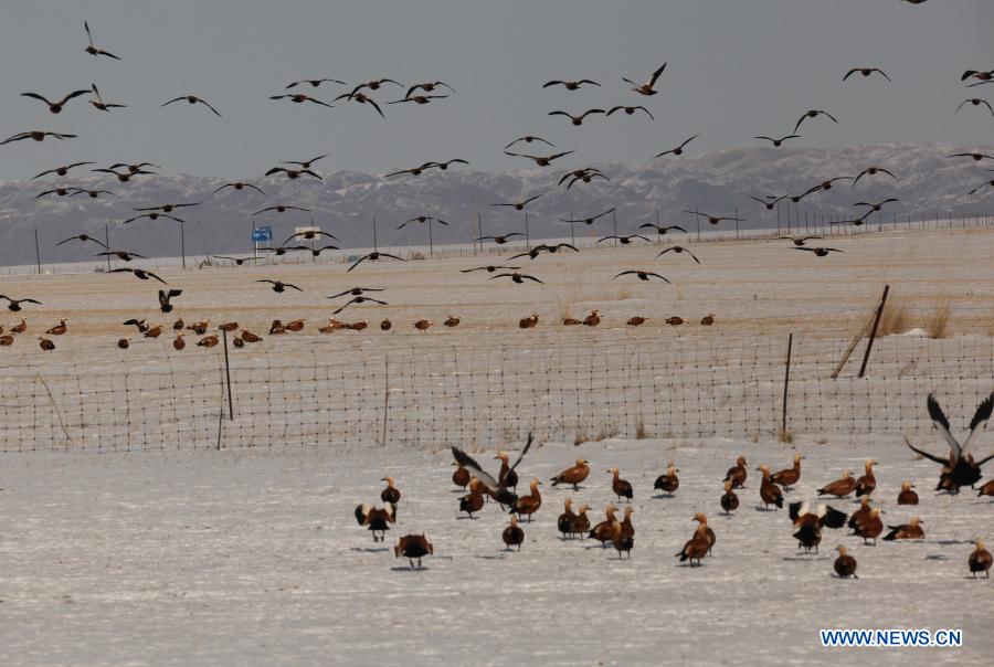 Migratory birds winter in north China grassland