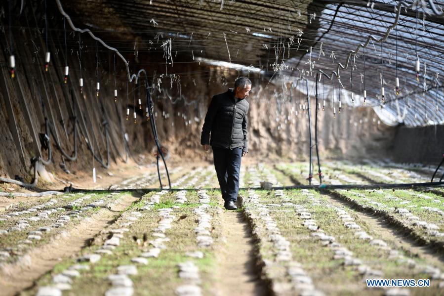 Local people develop morel mushroom planting industry to improve income in Ningxia