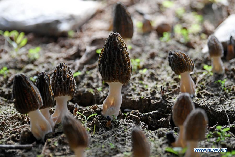 Local people develop morel mushroom planting industry to improve income in Ningxia