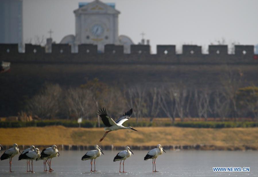 Oriental white storks spotted at Nanhu park in Shangqiu City, C China