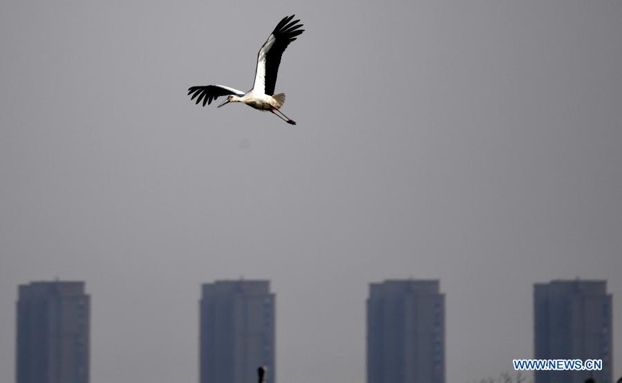 Oriental white storks spotted at Nanhu park in Shangqiu City, C China