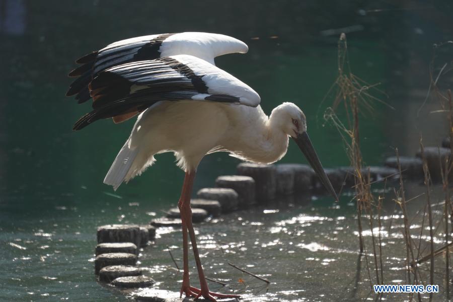 In pics: oriental white stork in healing process in China's Jiangxi