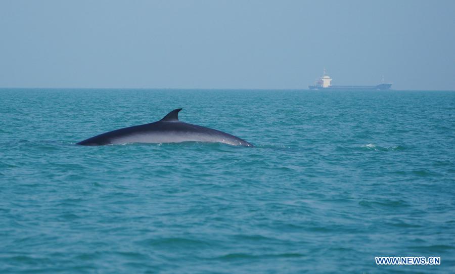 Bryde's whale spotted in waters off Weizhou Island in Guangxi
