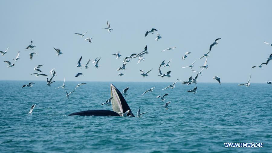 Bryde's whale spotted in waters off Weizhou Island in Guangxi