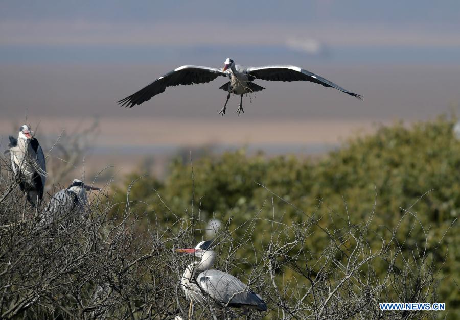Herons fly to Daziju Village in China's Jiangxi to breed
